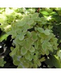 Hydrangea paniculata ‘Pastelgreen’